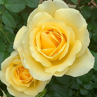 Gift Rose 'Golden 50th Wedding Anniversary' �