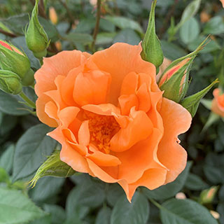 Harkness Climbing Rose 'Bridge of Sighs' �