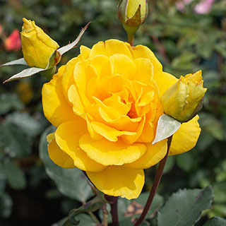 Rose 'Golden Perfume'