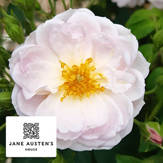 Harkness Rose 'Sense and Sensibility' �