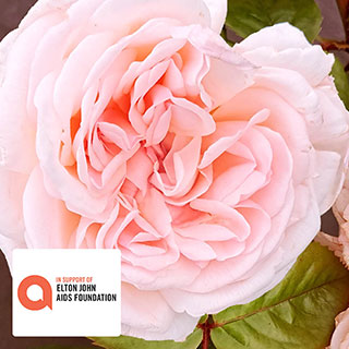The Elton John AIDS Foundation Rose