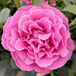 Harkness Gemma's Rose �