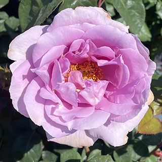 Harkness Rose 'Blue Moon'