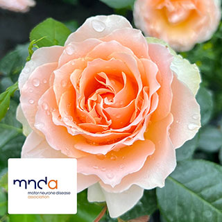 Harkness The Rob Burrow MND Rose