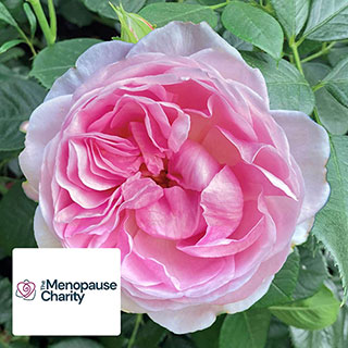 Harkness 'The Menopause Charity Rose'
