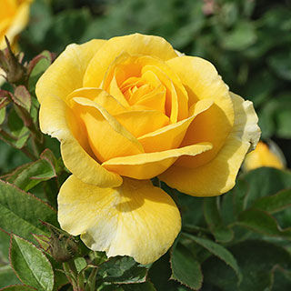 Harkness Rose 'Our John' �