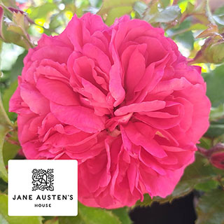 Harkness Rose 'Jane Austen's Persuasion' �