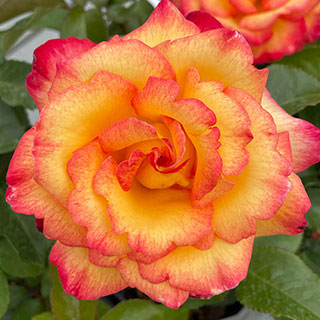 Harkness Rose 'Sheila's Perfume'