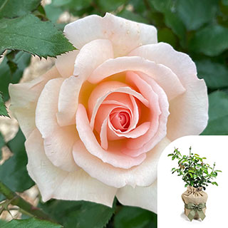 Gift Wrapped Harkness Rose 'Chandos Beauty' �