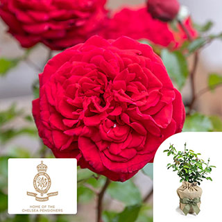 Gift Wrapped Harkness Rose 'Chelsea Pensioner' �