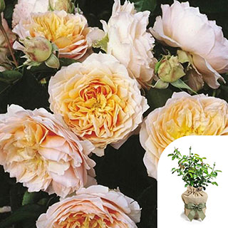 Gift Wrapped Harkness Rose 'Ginger Syllabub'