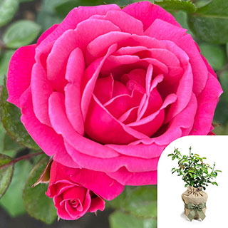 Gift Wrapped Climbing Rose 'Pink Perpetue'