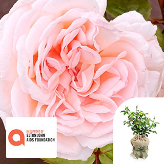 Harkness The Elton John AIDS Foundation Rose Gift Wrapped