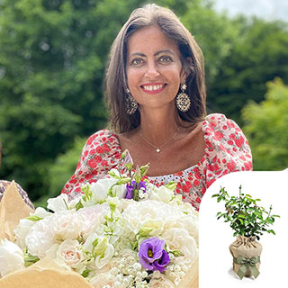 Gift Wrapped Harkness Rose 'Dame Deborah James'