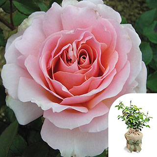 Gift Wrapped Harkness The Queen Elizabeth II Rose