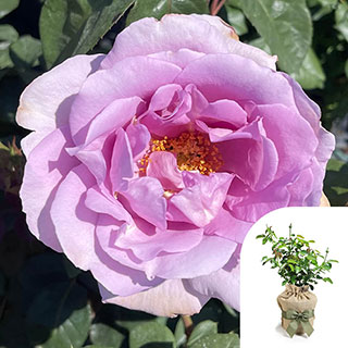 Gift Wrapped Rose 'Blue Moon'