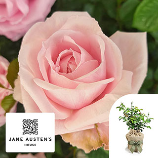 Gift Wrapped Harkness Rose 'Jane Austen's Emma' �