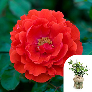 Gift Wrapped Harkness Rose 'Remembrance' �