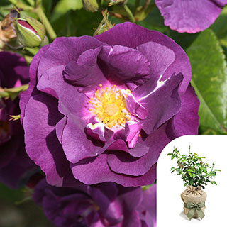 Gift Wrapped Rose 'Rhapsody in Blue'