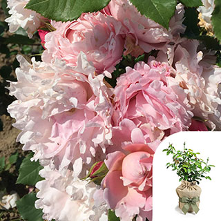 Gift Wrapped Rose 'Sophie Rochas'