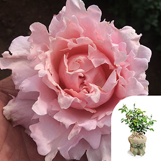 Gift Wrapped Rose 'King Charles Coronation'