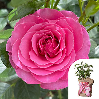 Mother's Day Gift Wrapped Rose - 'Mum You are One in a Million'