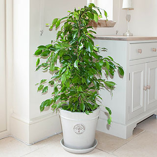 Ficus benjamina Exotica 'Weeping Fig'
