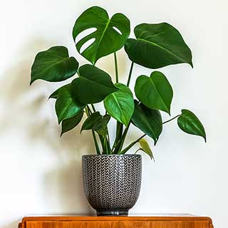 'Swiss Cheese Plant' Monstera
