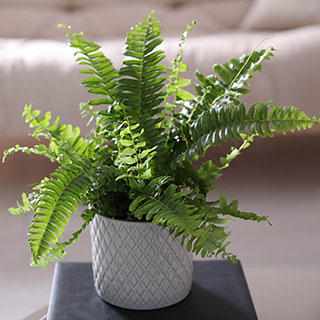 Nephrolepis exaltata 'Green Moment' - Boston Fern