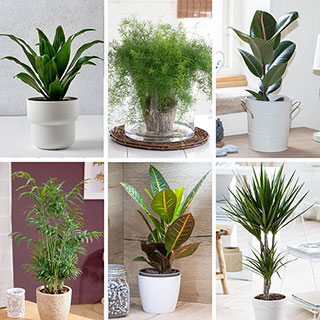 Houseplant Mix 6 Plants
