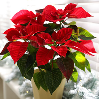 Red Poinsettia