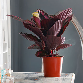 Calathea 'Surprise Star'
