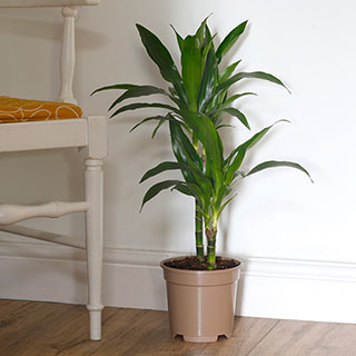 Dracaena deremensis 'Janet Craig' 2 Stem
