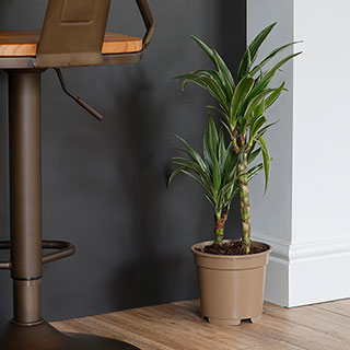 Dracaena deremensis 'Warneckii' 2 Stem