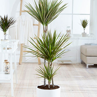 Dracaena 'Bicolor' 3 Stem