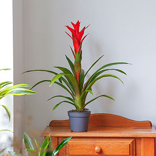Guzmania 'Ostara'