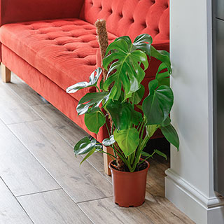 Monstera adansonii
