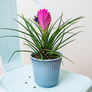 Tillandsia cyanea 'Vincent'