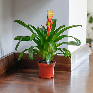 Vriesea 'Electric'