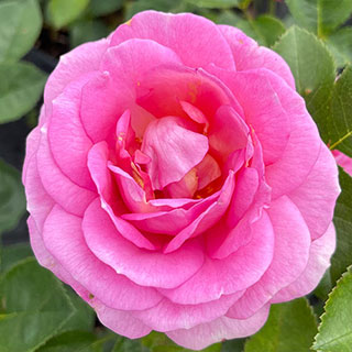 Patio Standard Rose 'Celebrating Life'