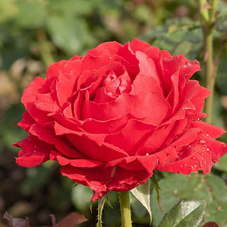 Patio Standard Rose 'Carmen'