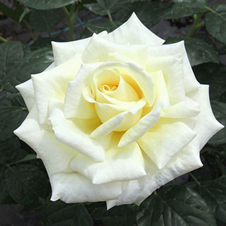 Patio Standard Rose 'Diamond Days'
