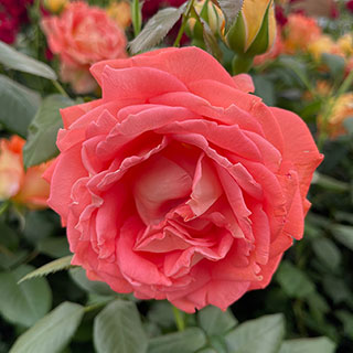 Patio Standard Rose 'Fab at 50'