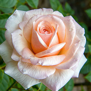Patio Standard Rose 'Pearl Abundance'
