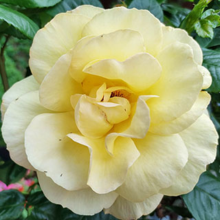 Patio Standard Rose 'Arthur Bell'