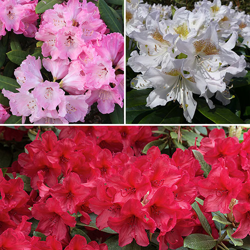 Ericaceous Compost 60L Ericaceous Compost 60L