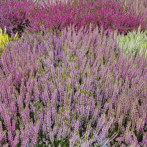 Ericaceous Compost 60L Ericaceous Compost 60L