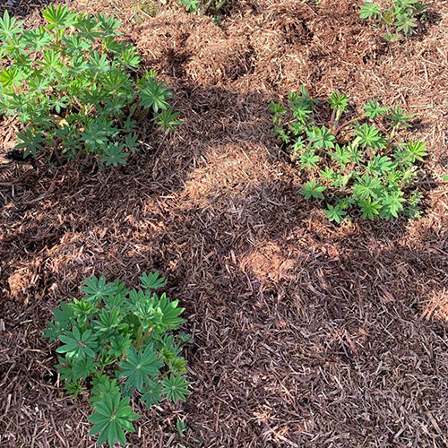 Strulch Mineralised Straw Garden Mulch Strulch Mineralised Straw Garden Mulch