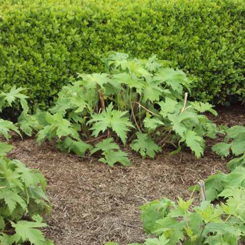 Strulch Mineralised Straw Garden Mulch Strulch Mineralised Straw Garden Mulch