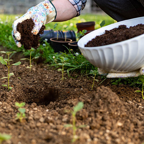 Professional Farmyard Manure 50L Bag Professional Farmyard Manure 50L Bag